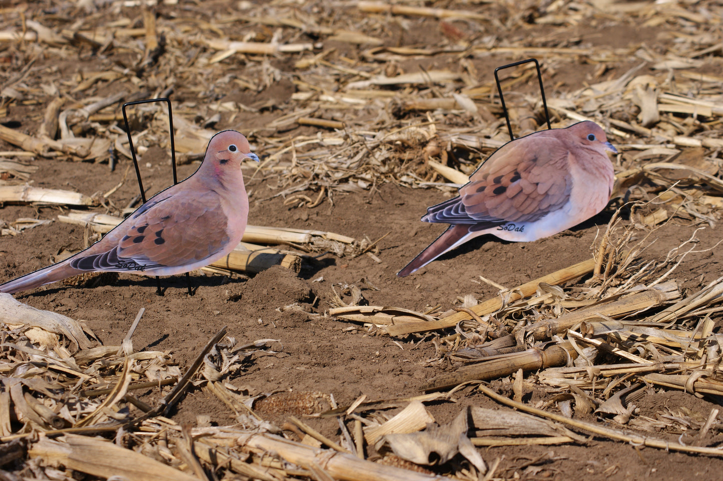 Doves