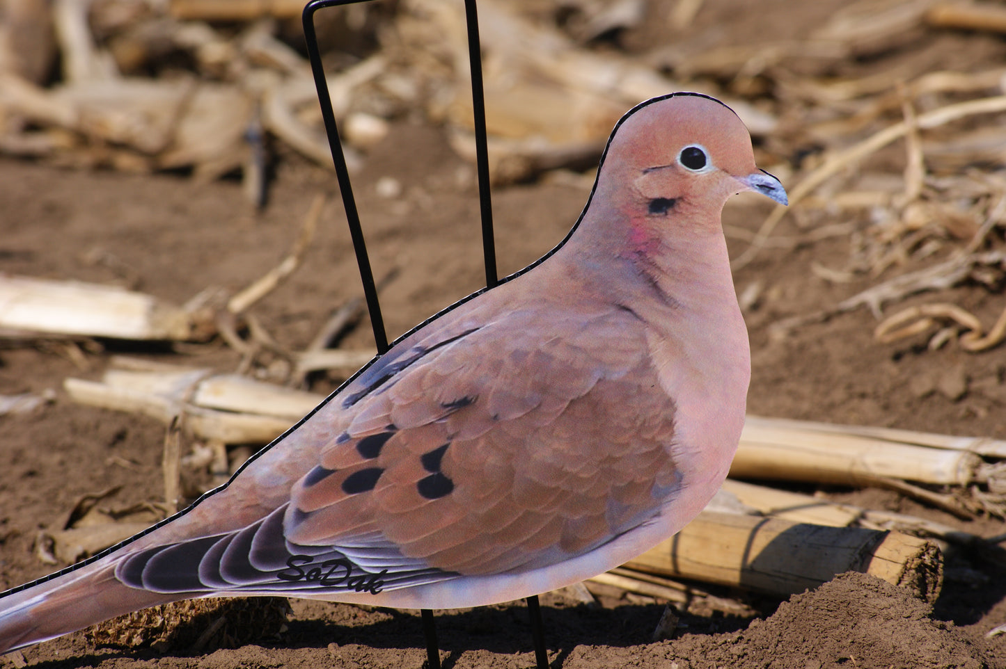 Doves