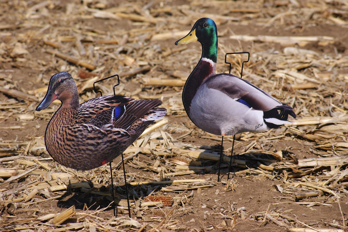 Mallard