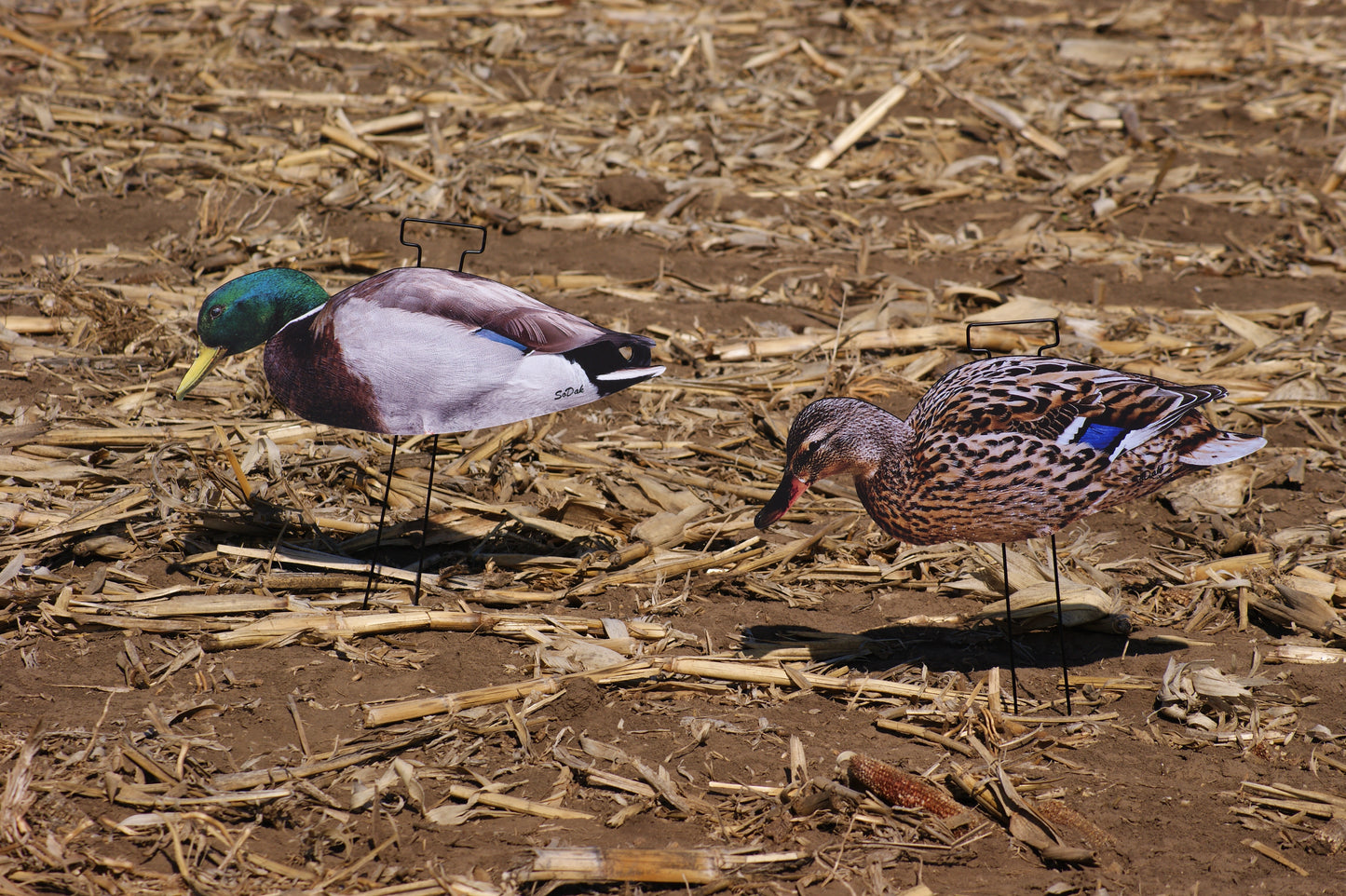 Mallard