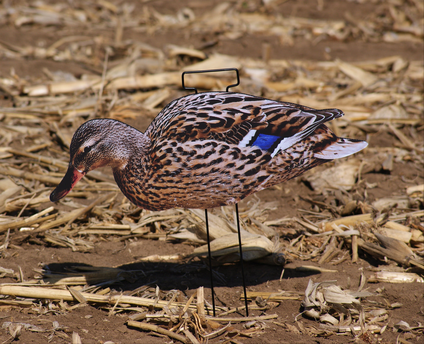 Mallard