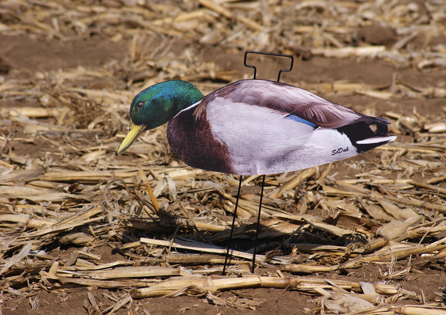 Mallard