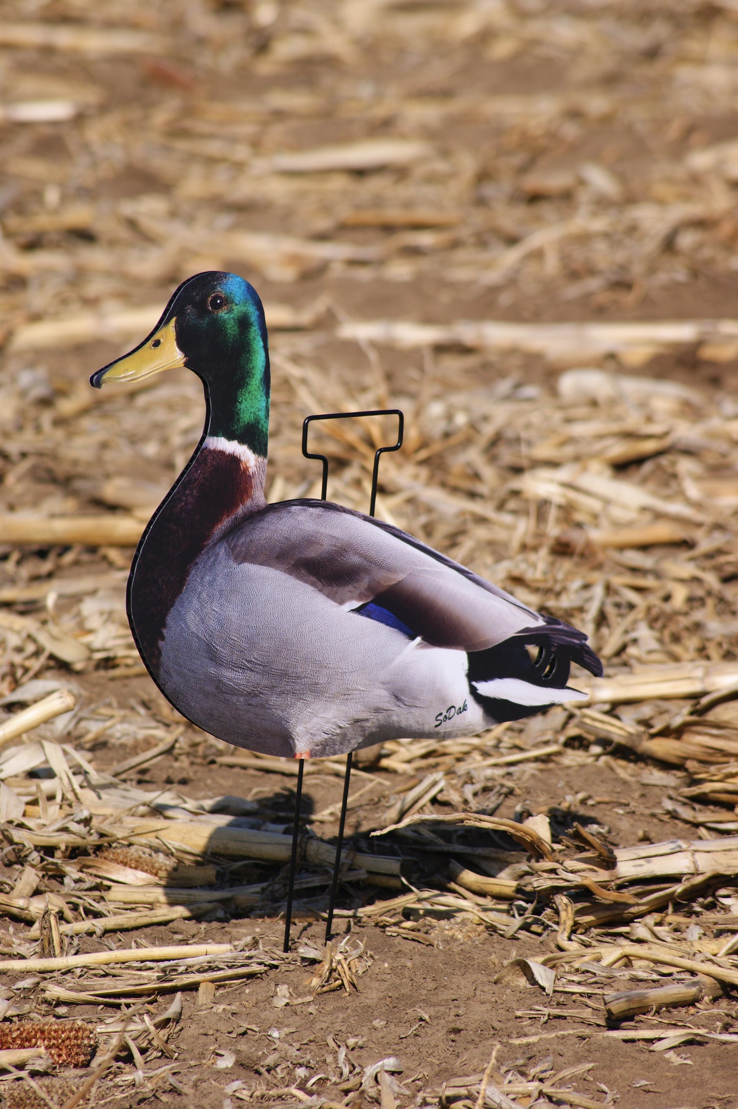 Mallard