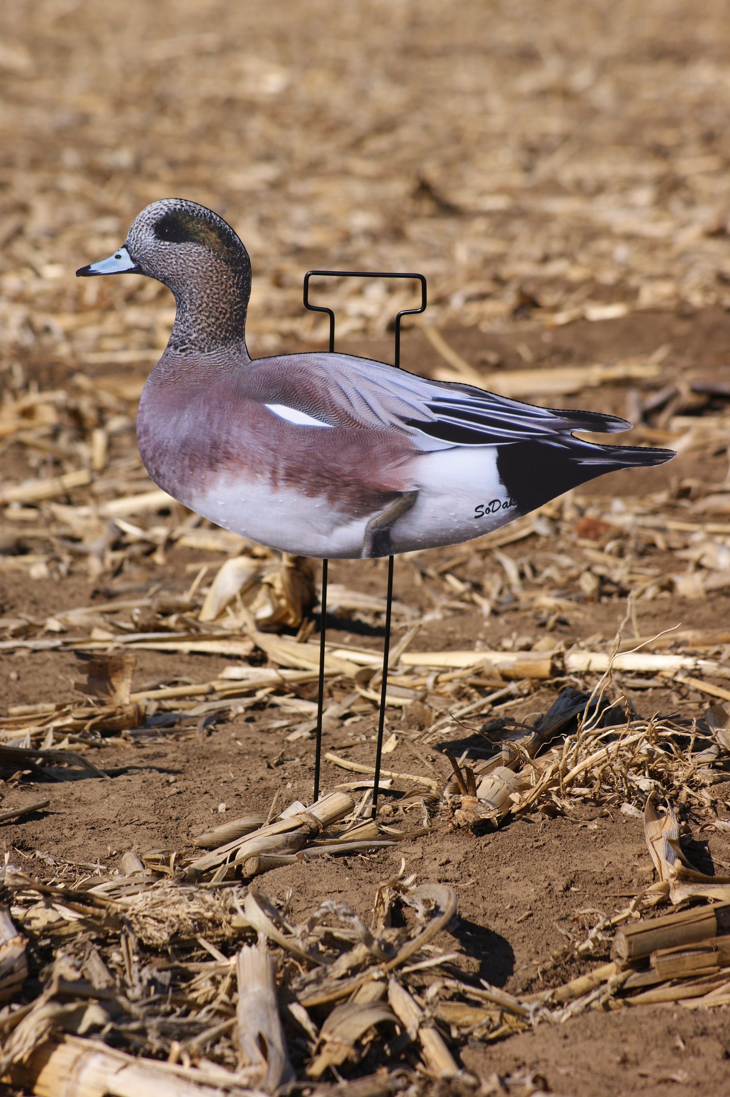 Wigeon
