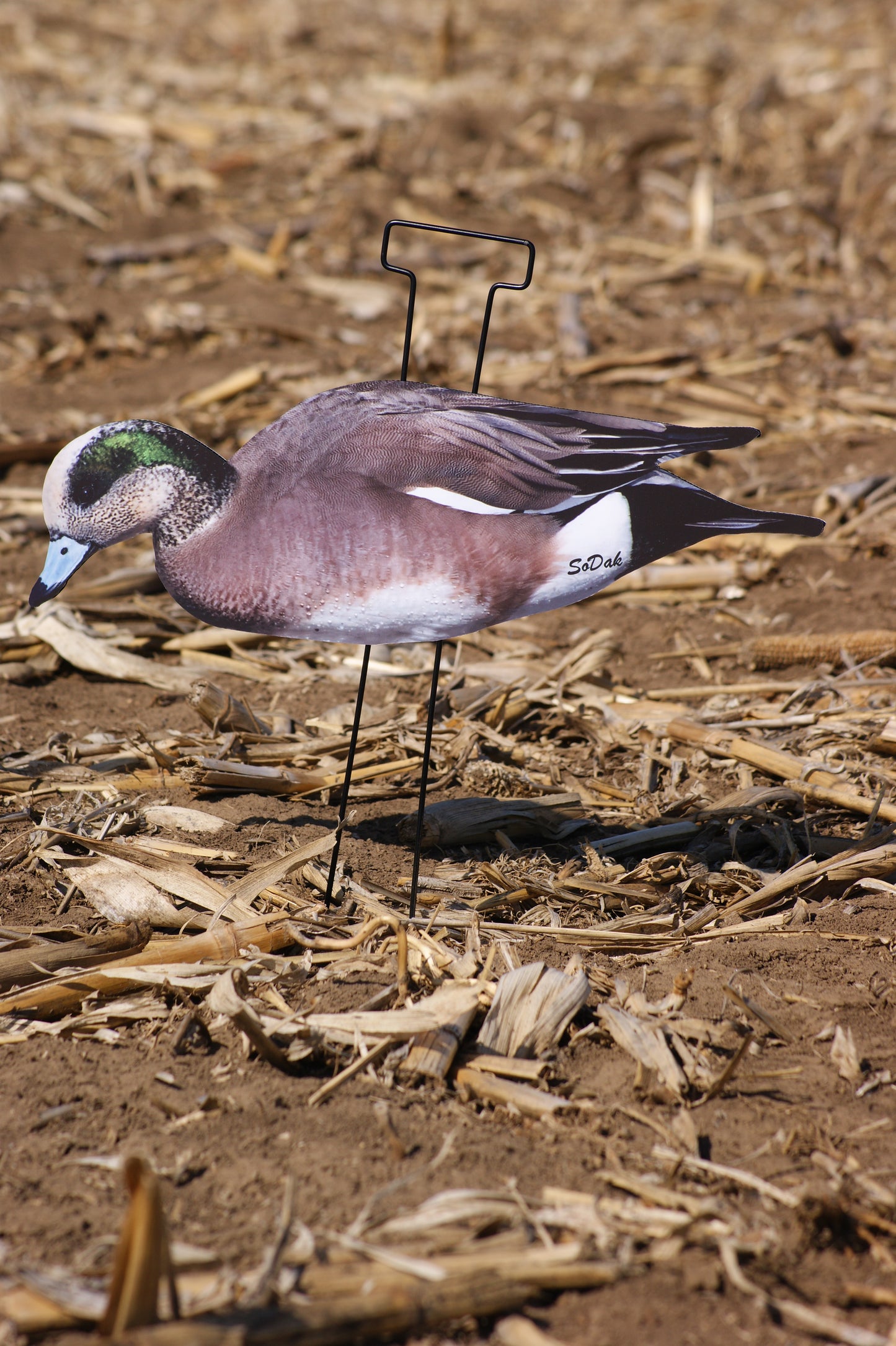 Wigeon