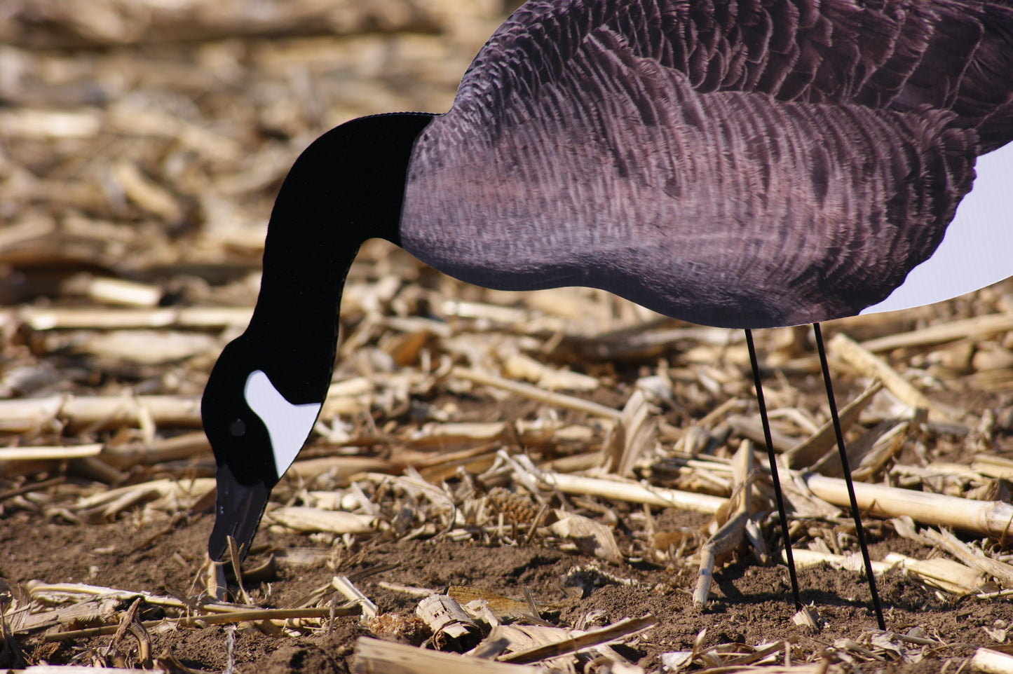 Flocked Canadas