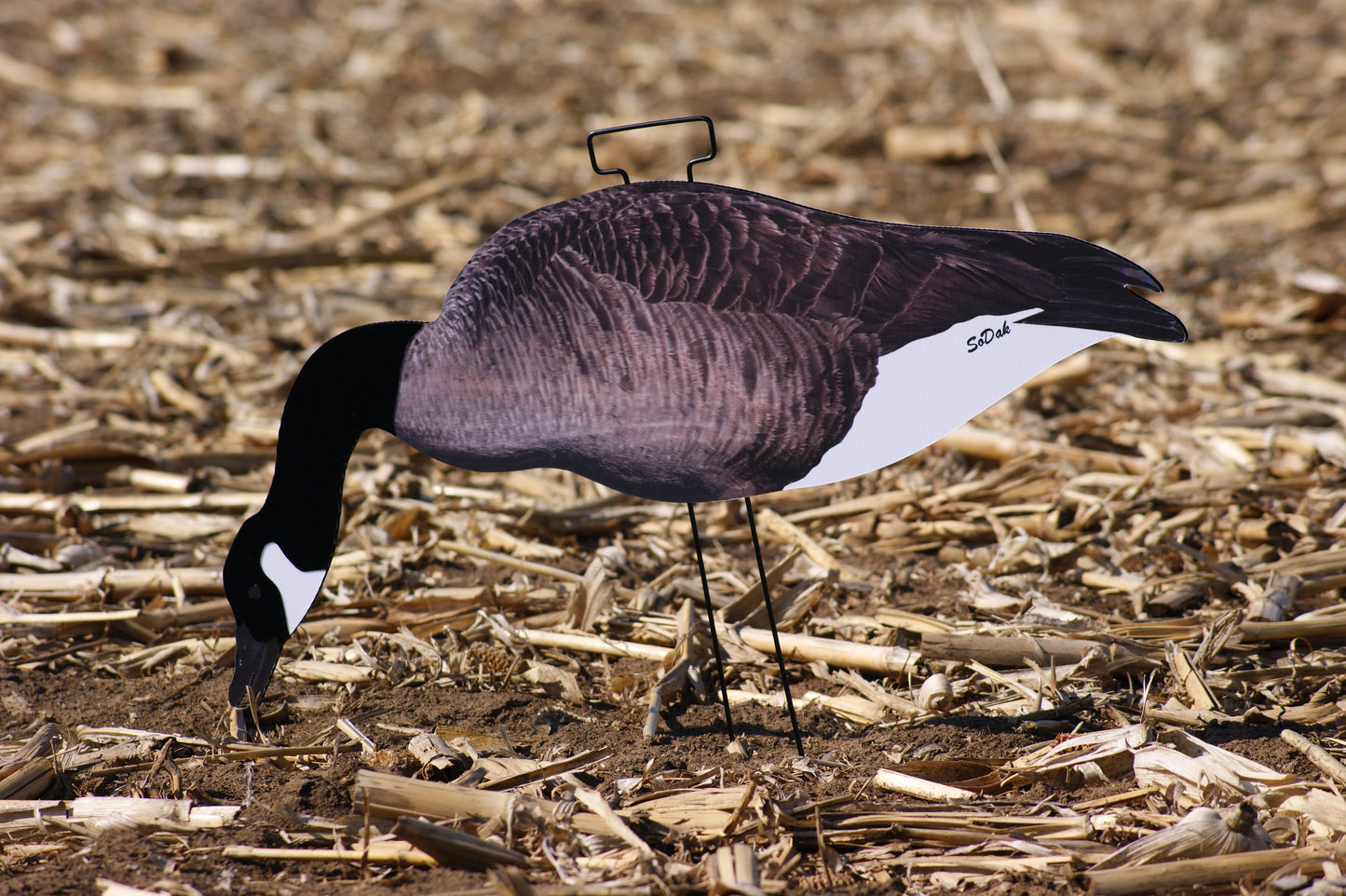 Flocked Canadas