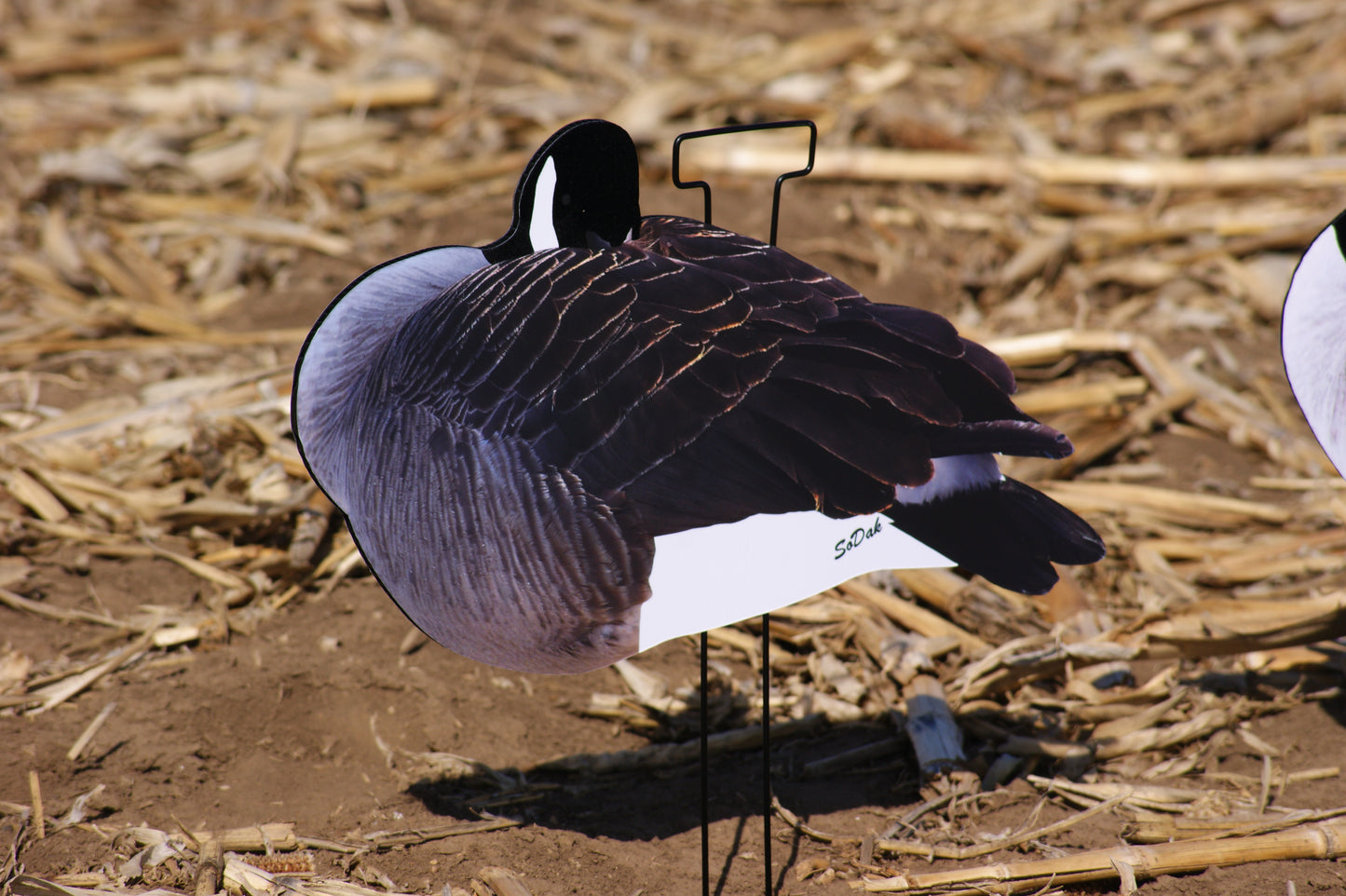 Flocked Canadas