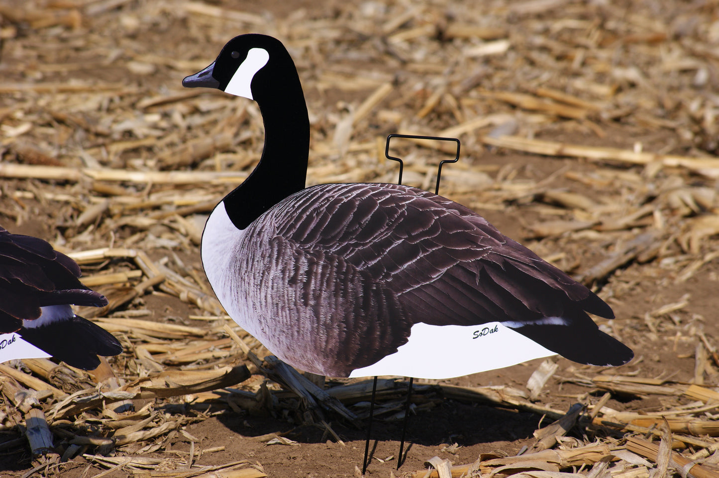 Flocked Canadas