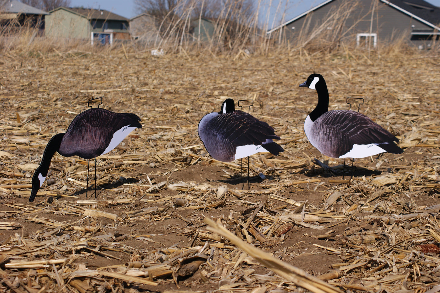 Flocked Canadas