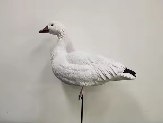 Molded Snow, Blue & Juvie Goose Decoy PRE ORDER