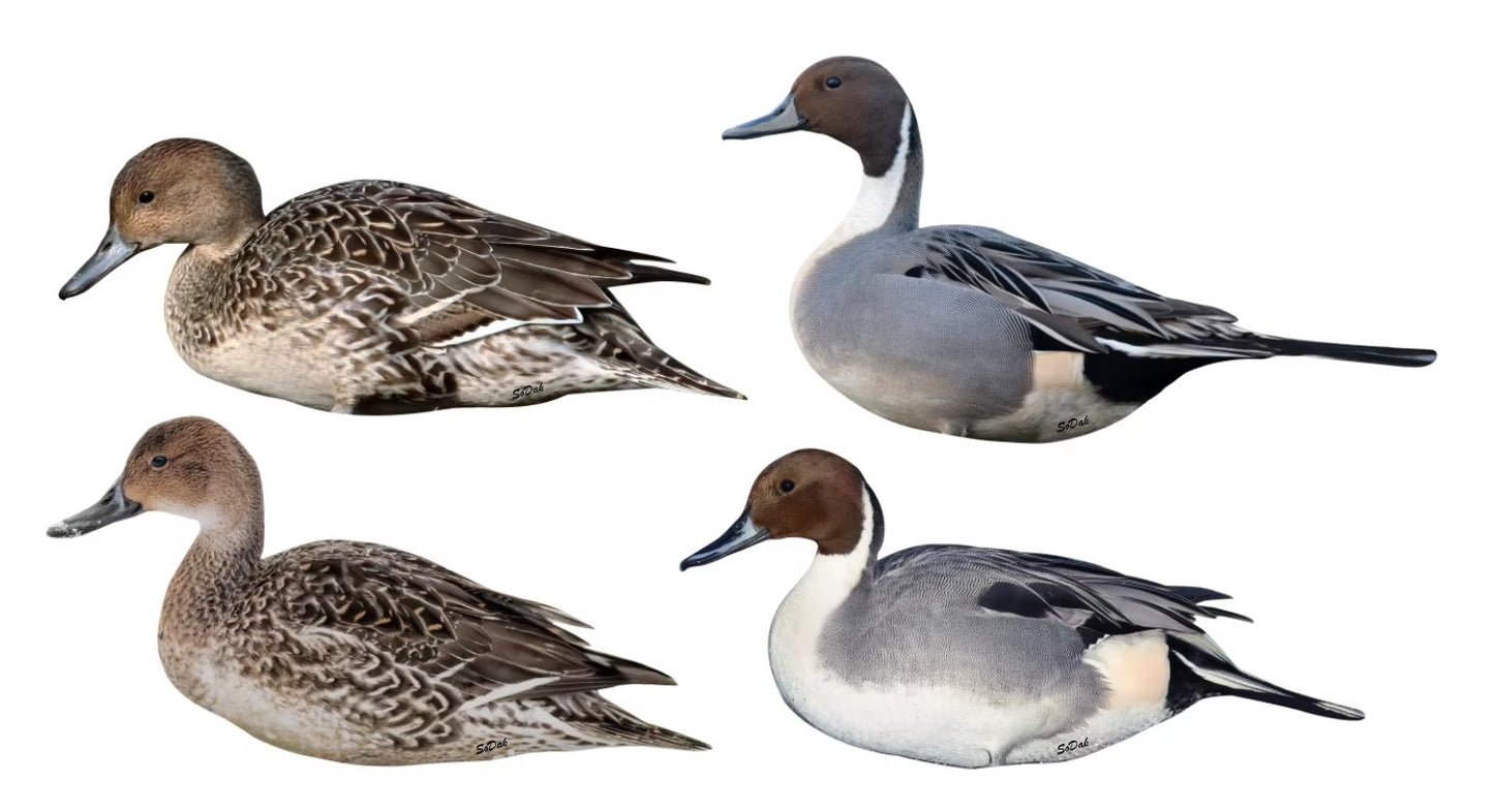 Pintail