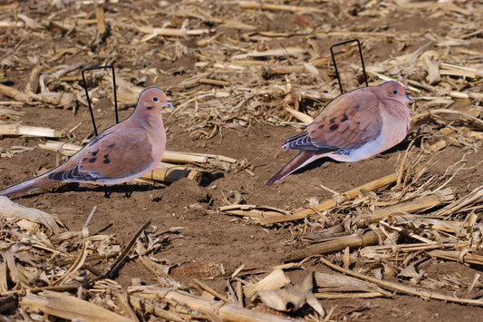 Doves