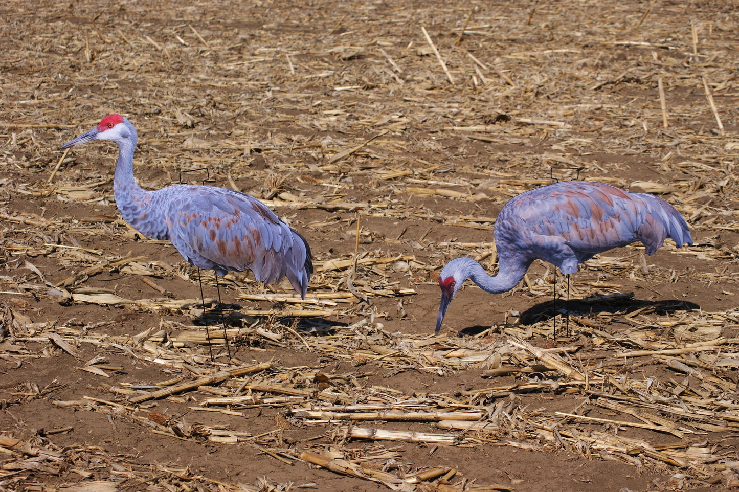 Cranes