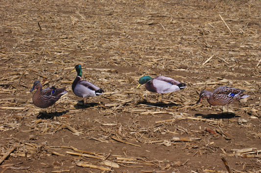 Mallard