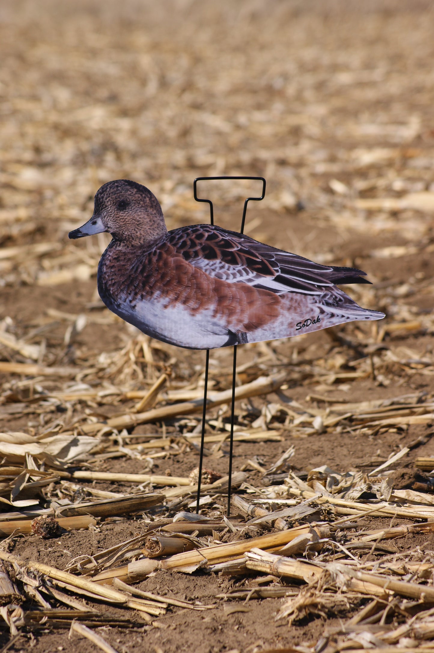 Wigeon