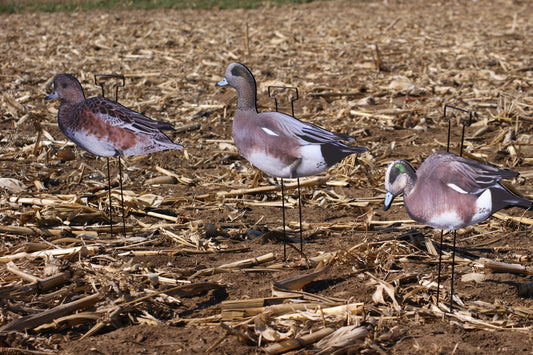 Wigeon
