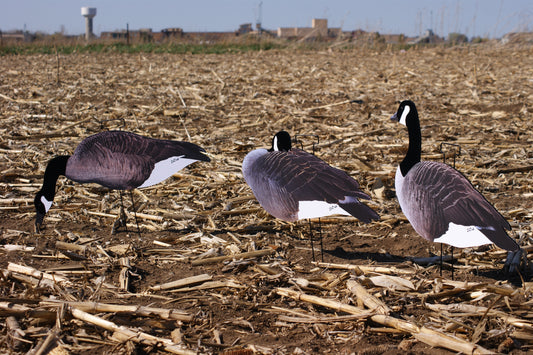 Flocked Canadas