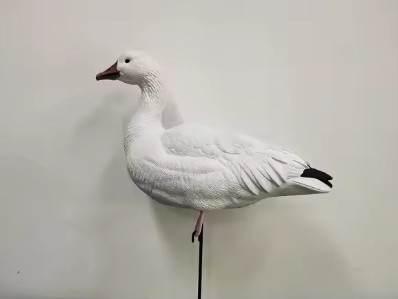 Molded Snow, Blue & Juvie Goose Decoy PRE ORDER